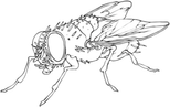 Flies Collective