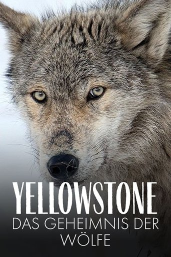 Cartel de Yellowstone - Das Geheimnis der Wölfe