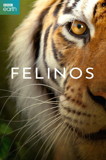Cartel de Felinos