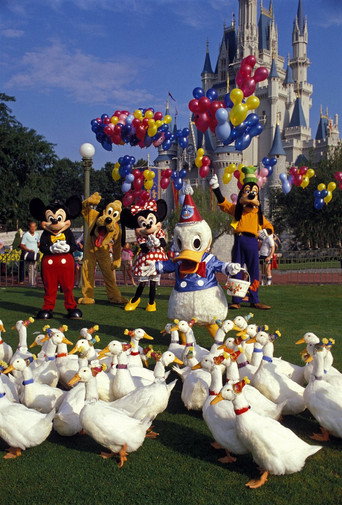 Cartel de Donald Duck's 50th Birthday