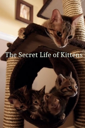 Cartel de The Secret Life of Kittens