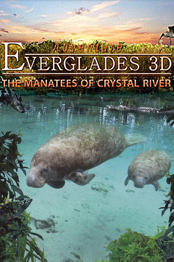 Cartel de Abenteuer Everglades - Die Manatis des Crystal River
