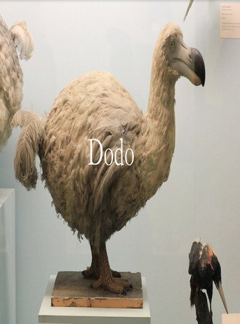 Cartel de Dodo