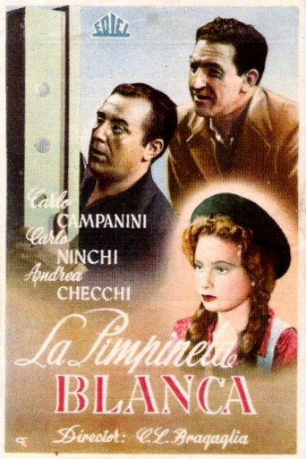 Cartel de La primula bianca