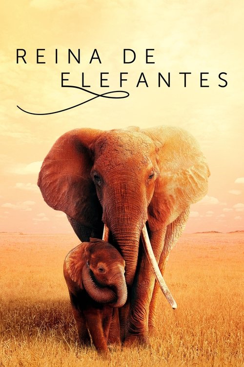 Cartel de Reina de elefantes