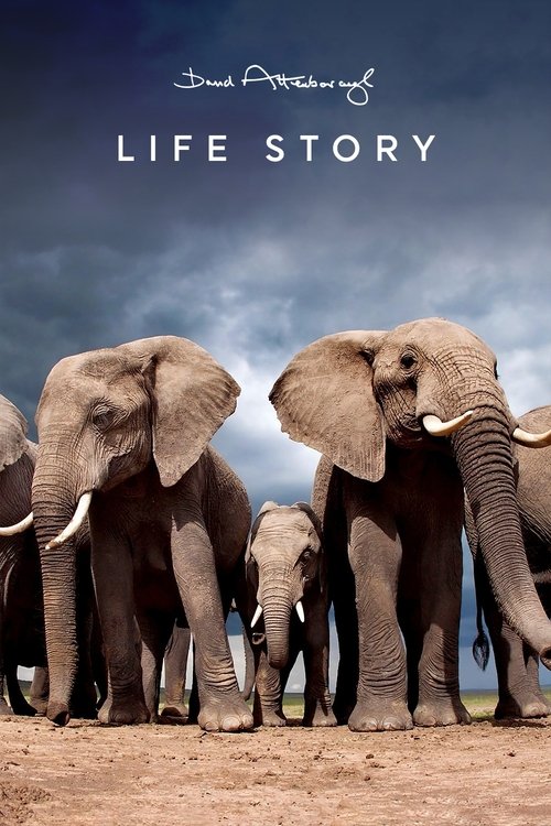 Cartel de Life Story