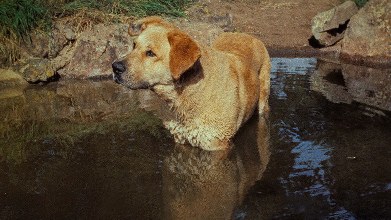Fotograma de Fiel amigo