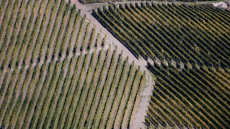 Fotograma de Barolo Boys: The Story of a Revolution