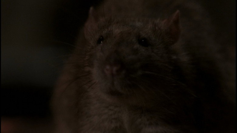 Fotograma de The Rats