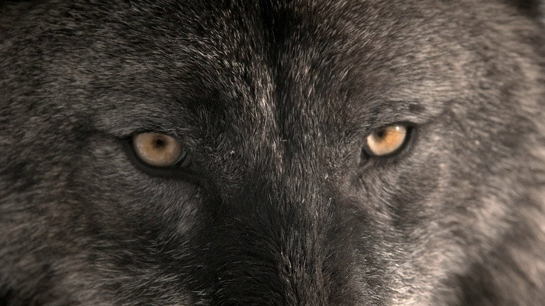 Fotograma de Wild Yellowstone