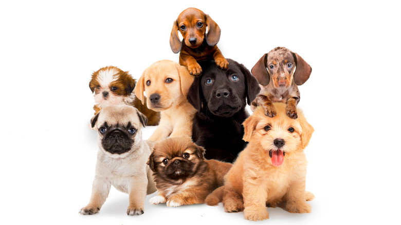 Fotograma de Puppy Time!