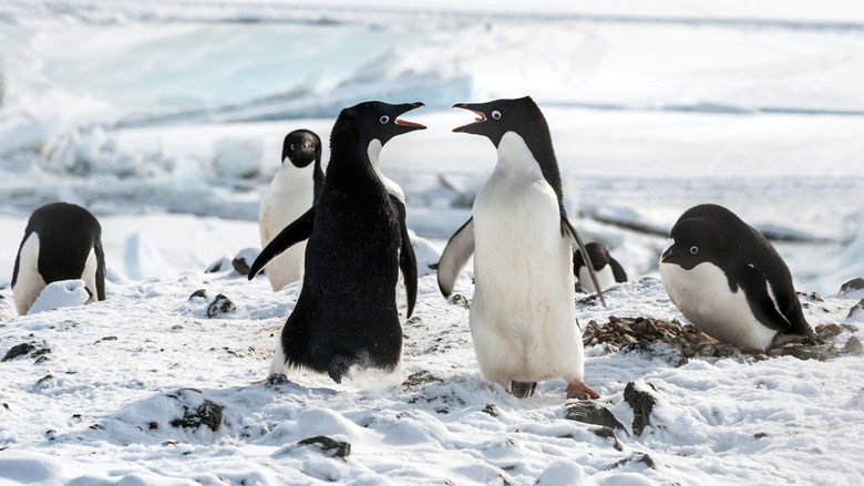 Fotograma de Los pingüinos