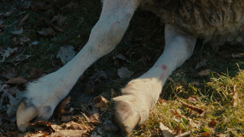 Fotograma de Schaap