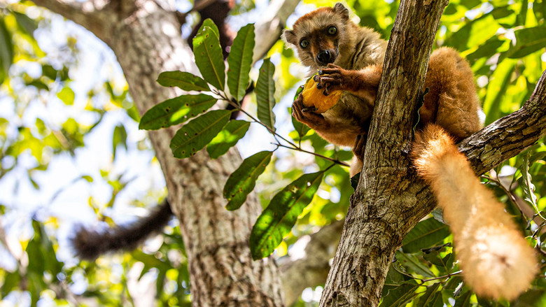 Fotograma de Primates