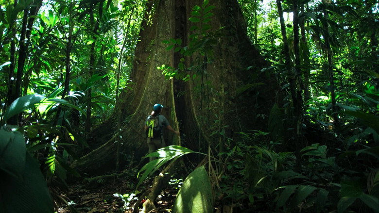 Fotograma de The Forest