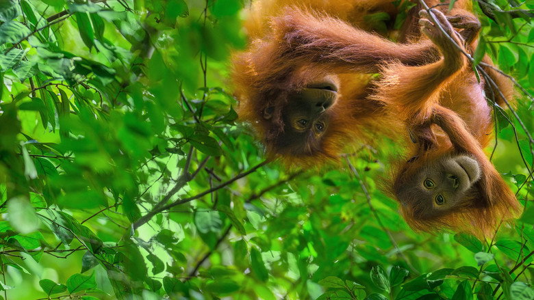 Fotograma de Orangután
