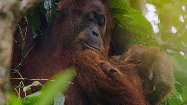 Fotograma de Orangután