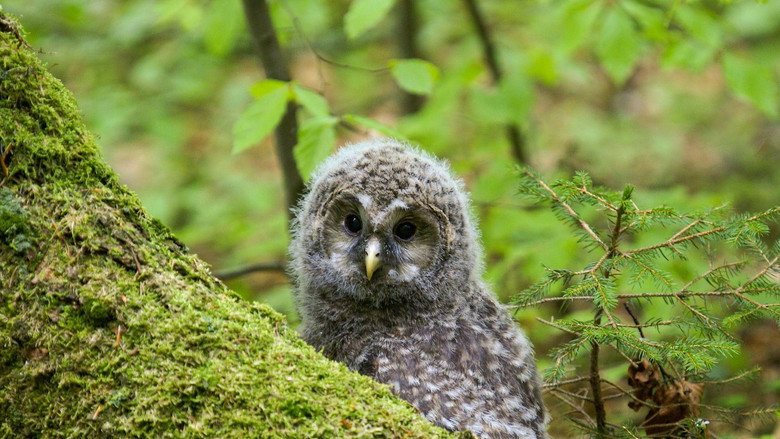 Fotograma de Der wilde Wald