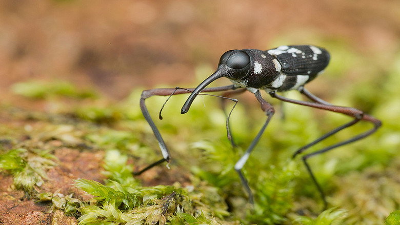 Fotograma de Extreme Bugs