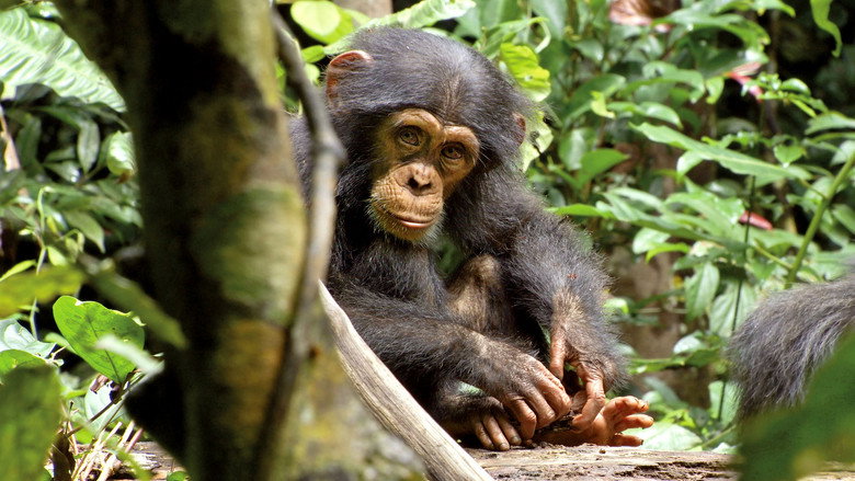 Fotograma de Chimpancés