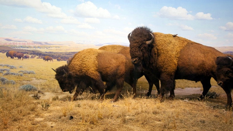 Fotograma de Wild Yellowstone