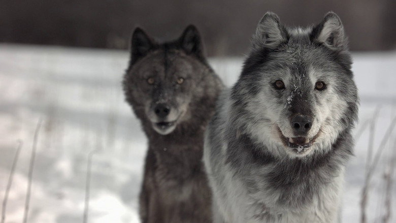 Fotograma de Wild Yellowstone