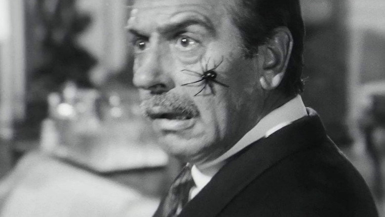 Fotograma de Araña negra