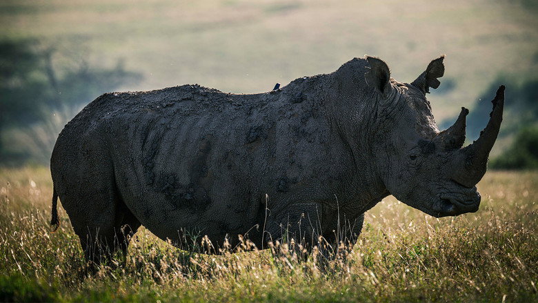 Fotograma de Rhino