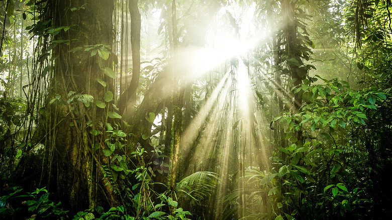 Fotograma de Planeta verde