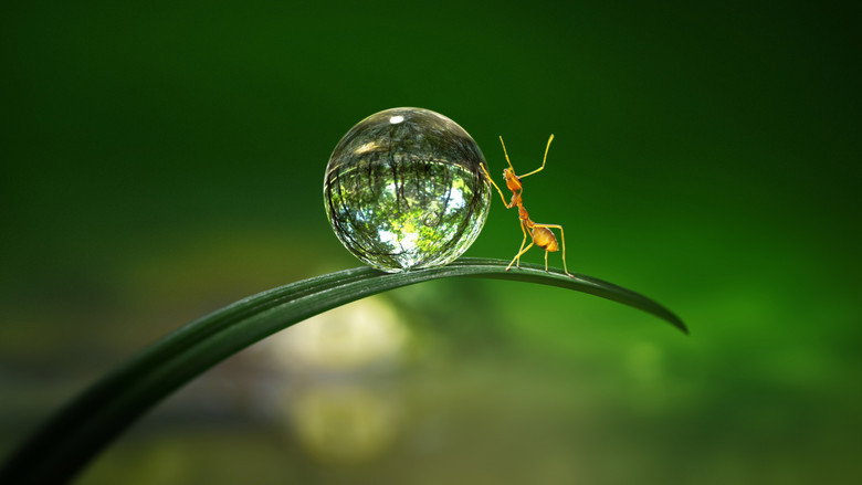 Fotograma de Micromundos