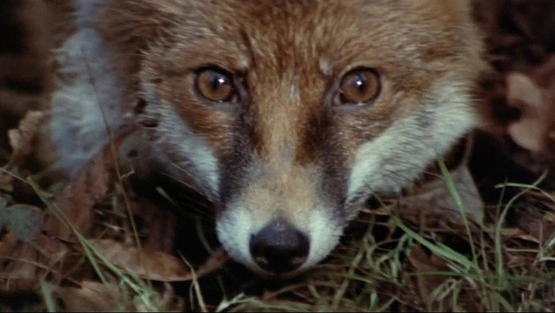 Fotograma de The Belstone Fox
