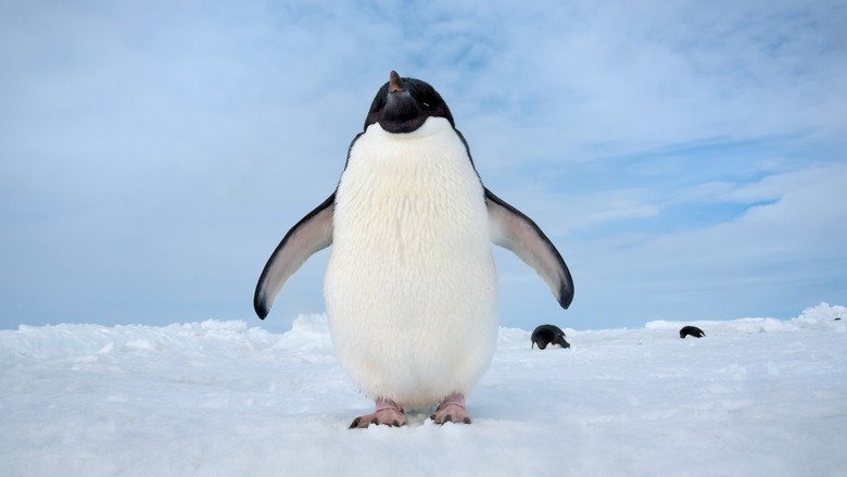 Fotograma de Los pingüinos