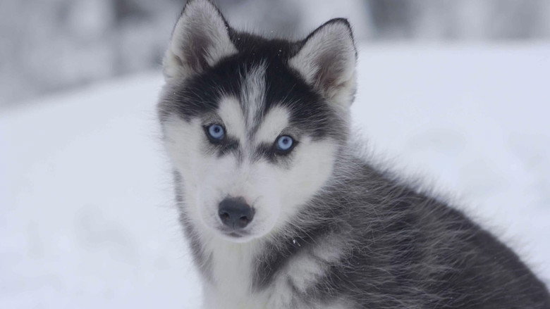 Fotograma de Snow Buddies