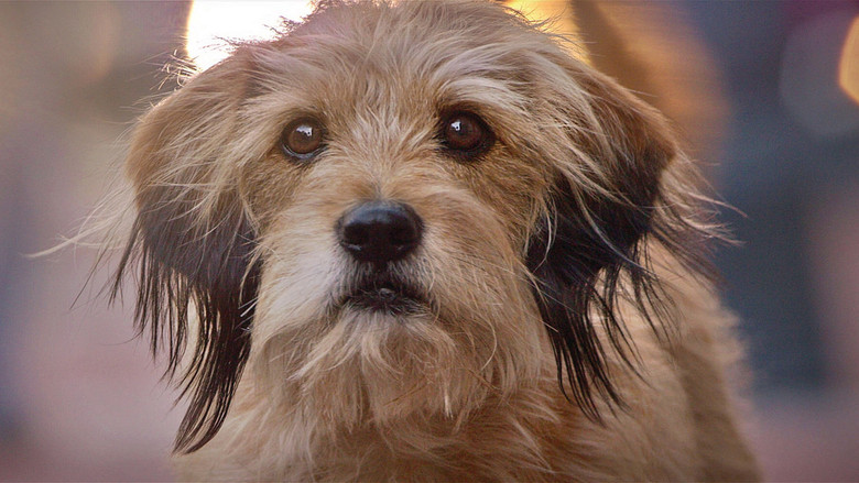 Fotograma de Benji