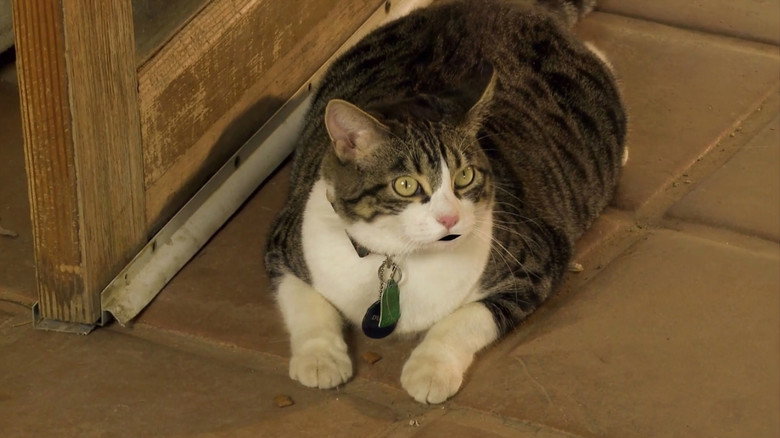 Fotograma de A Talking Cat!?!