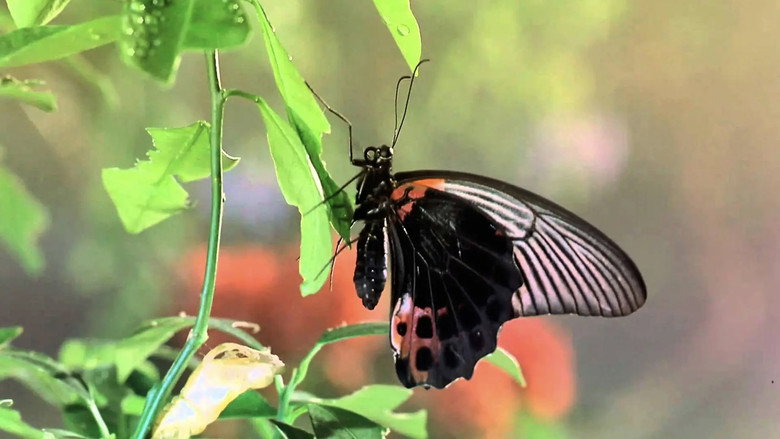 Fotograma de Bugs!