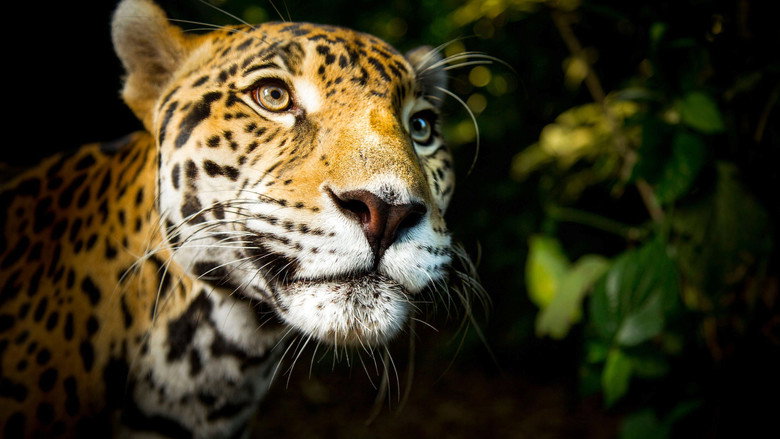 Fotograma de Felinos