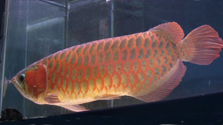 Fotograma de Cold Fish