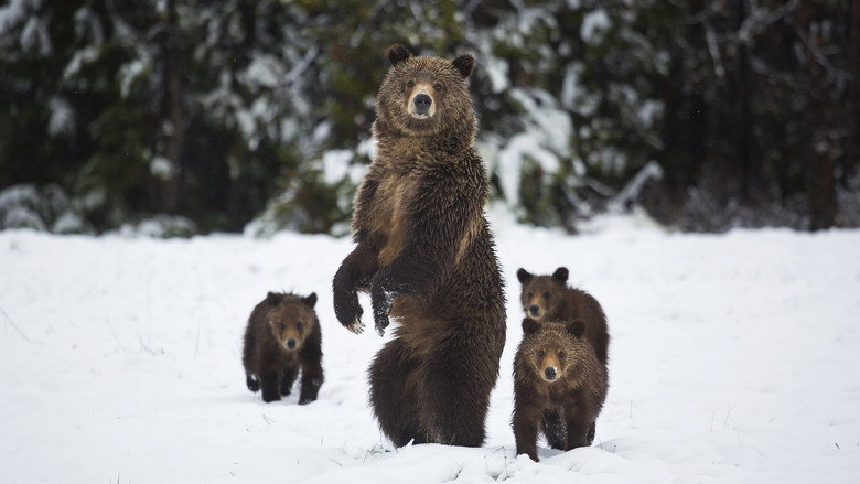 Fotograma de Yellowstone