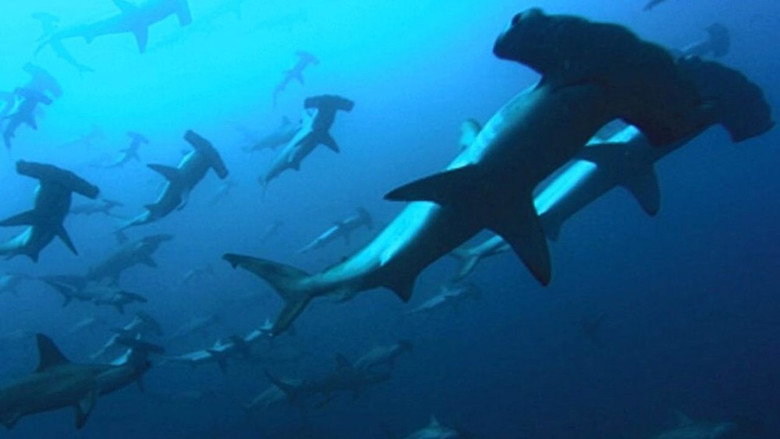 Fotograma de Deep Blue