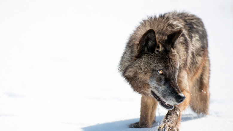 Fotograma de Wild Yellowstone