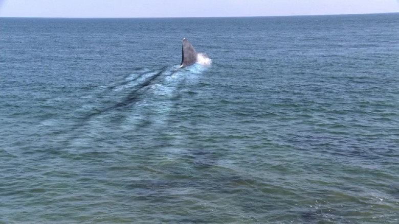 Fotograma de Super Shark