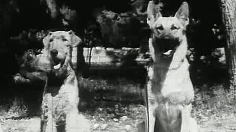 Fotograma de War Dogs