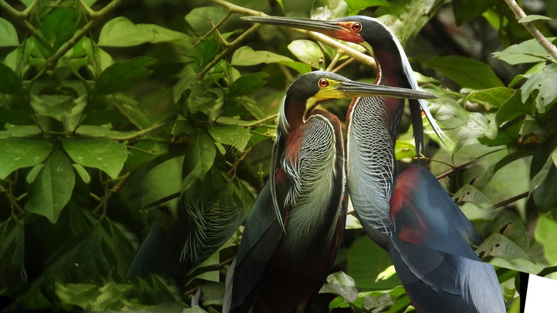 Fotograma de Wild Centroamérica
